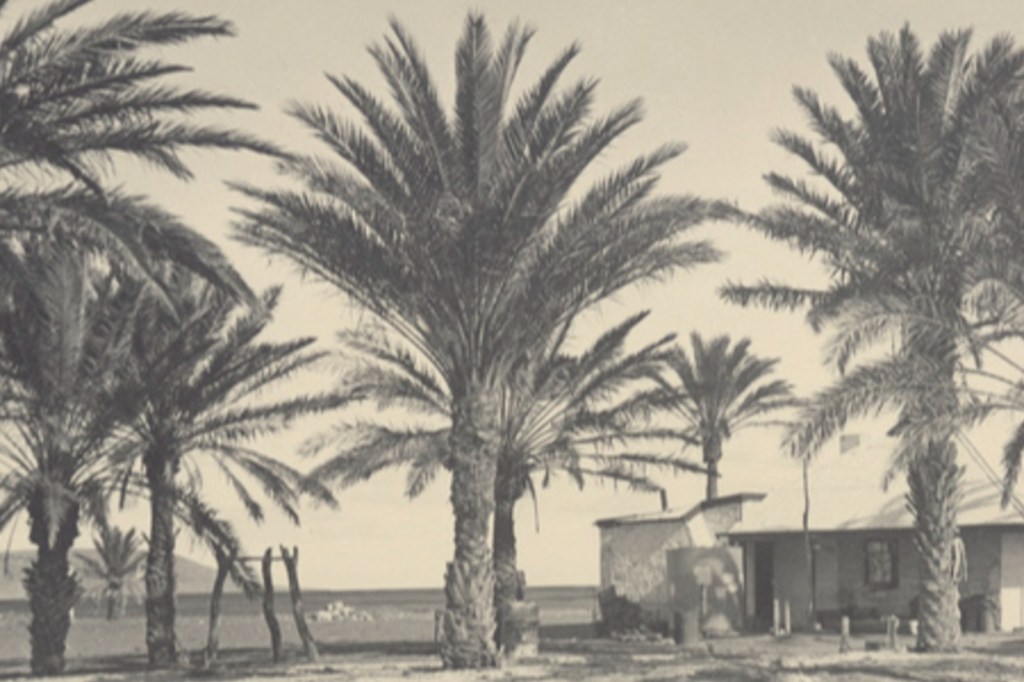 Lake Harry Station date palms, approximately 1930. Source: State Library of South Australia