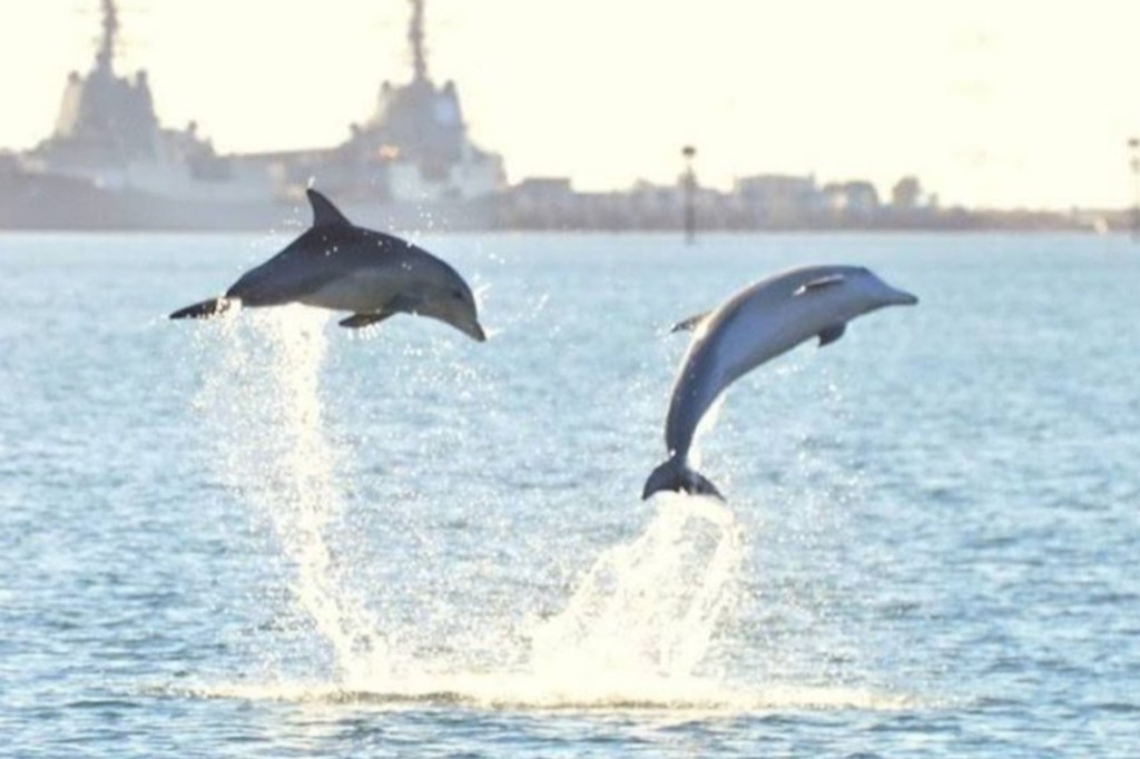 Thumbnail for Dolphins, fish and shellfish under pressure on South Australia’s coastline