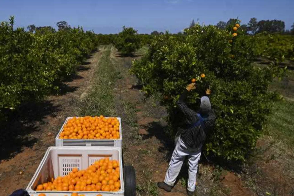 Workers from 10 Pacific countries can come to Australia and be employed across a range of sectors. Photo: Lukas Coch/AAP