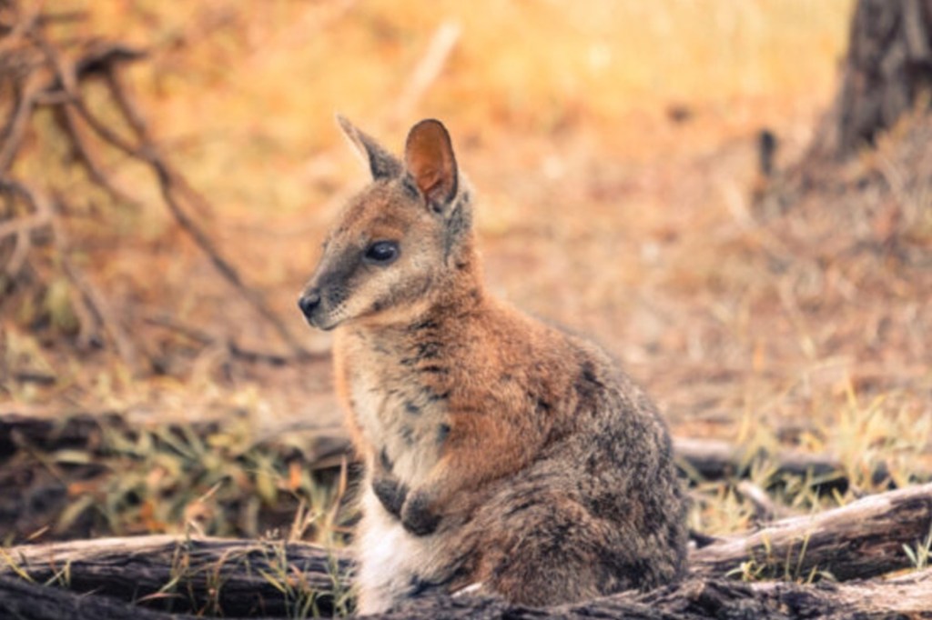 Thumbnail for Flinders Island funding makes threatened species haven a reality