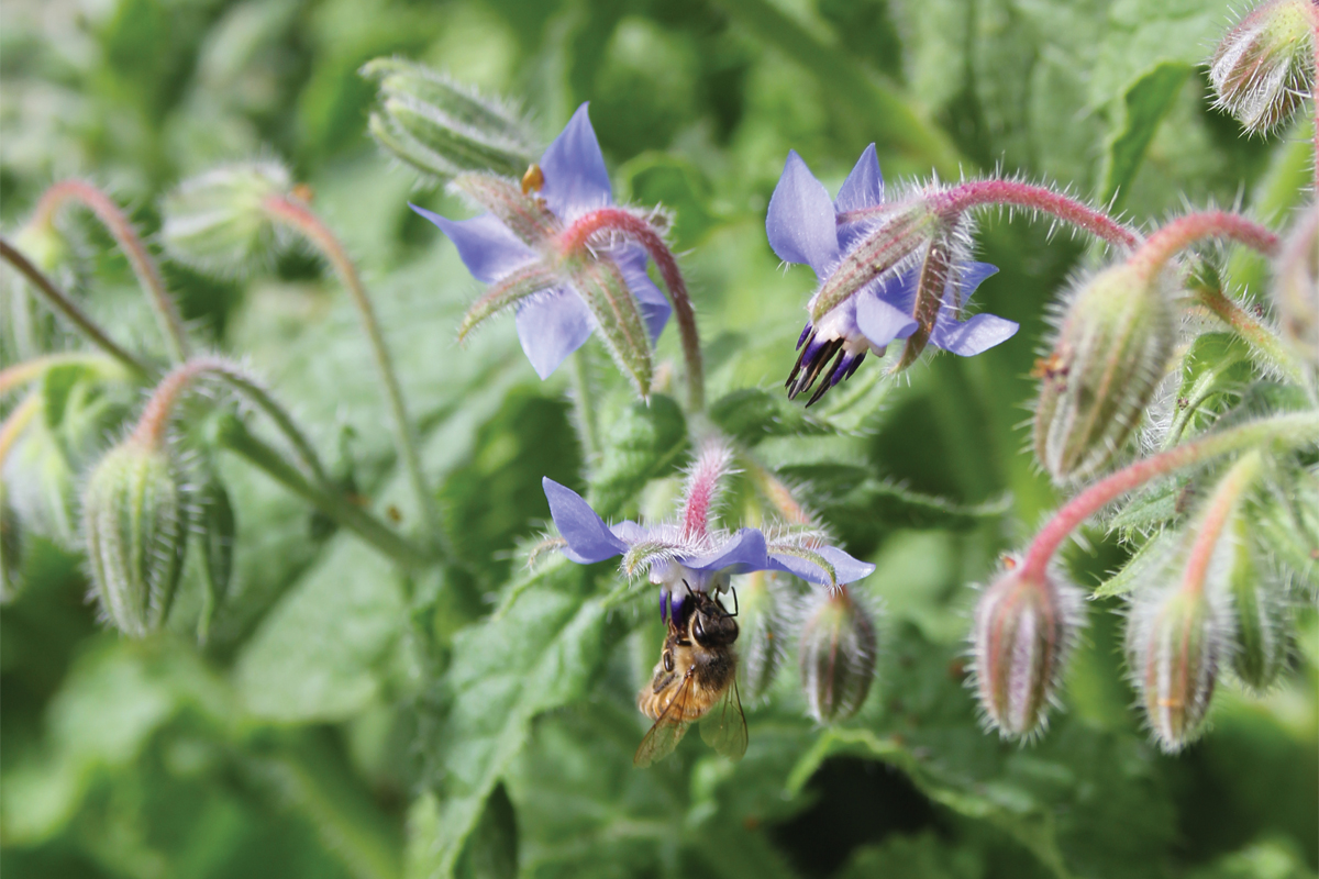 A bee enjoying the summer flowers.