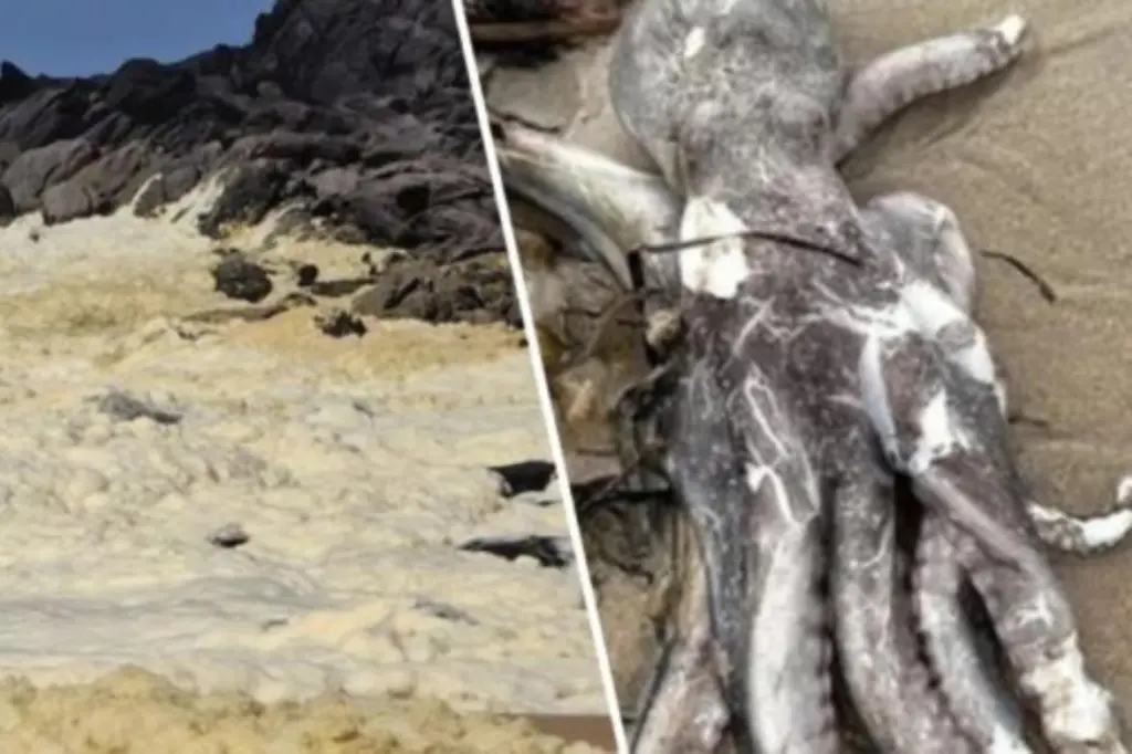 Sea creatures have washed up dead on a beach in the state's south. Image: Via The New Daily