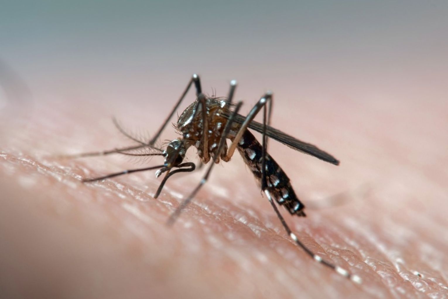 A deadly virus, transmitted by mosquitoes, has infected people across three states.