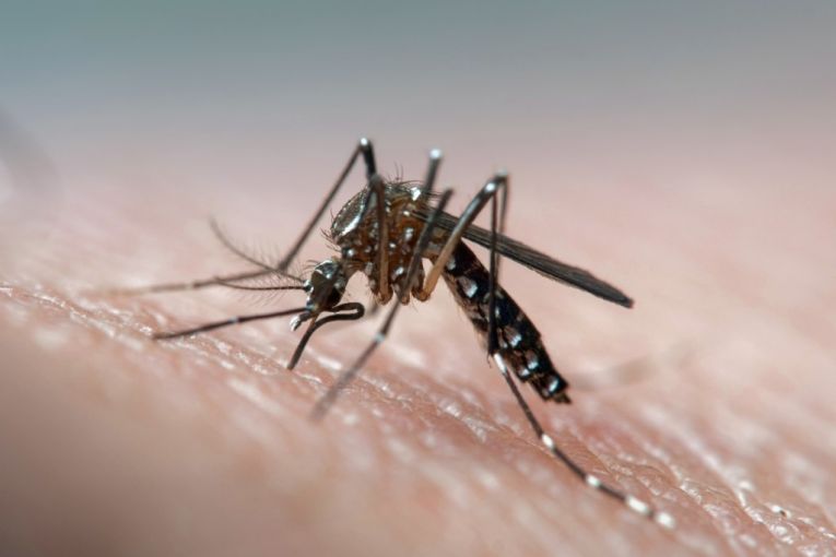 Thumbnail for Health alert as mosquito virus spreads in three states
