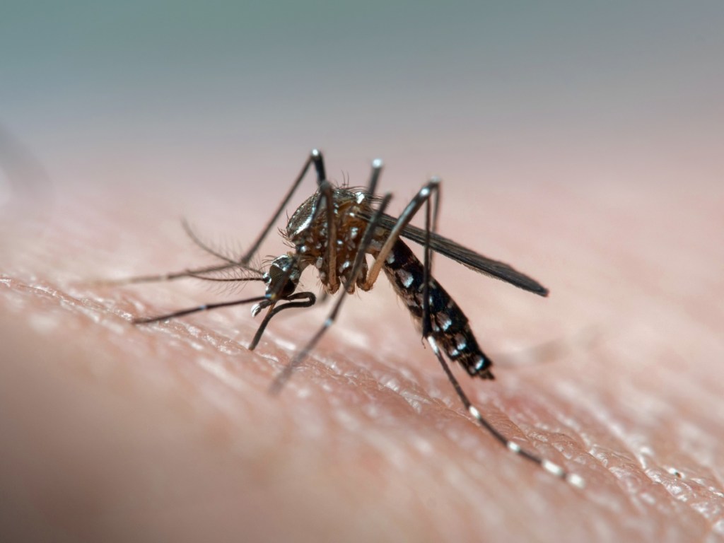 Thumbnail for Health alert as mosquito virus spreads in three states