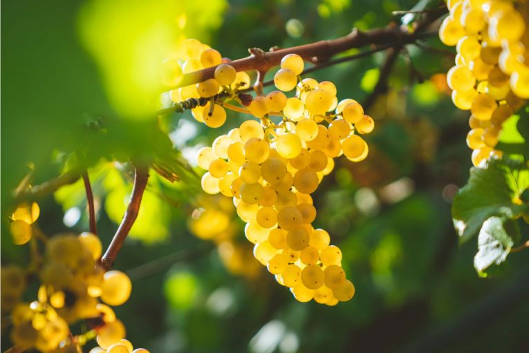 Thumbnail for SA uncorks support for wine exporters after China lifts tariffs