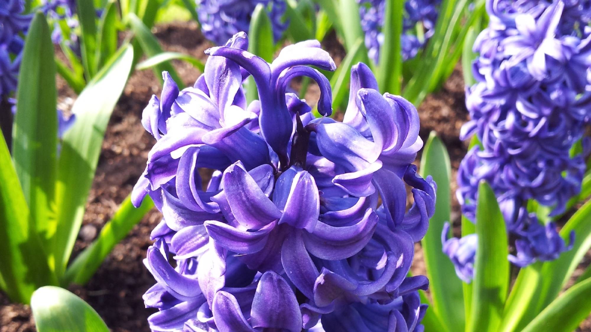 Poems: Hyacinth and The Caterpillar