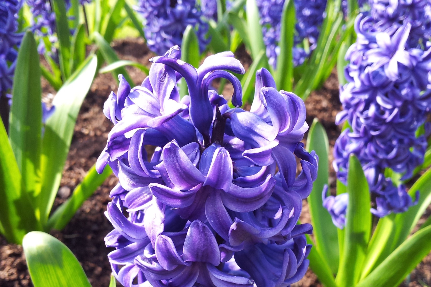 Poems: Hyacinth and The Caterpillar