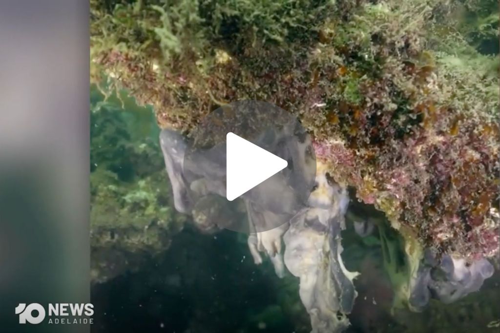 Thumbnail for VIDEO: Assistance for fishers affected by algal bloom | Serious crash at Morphett Vale