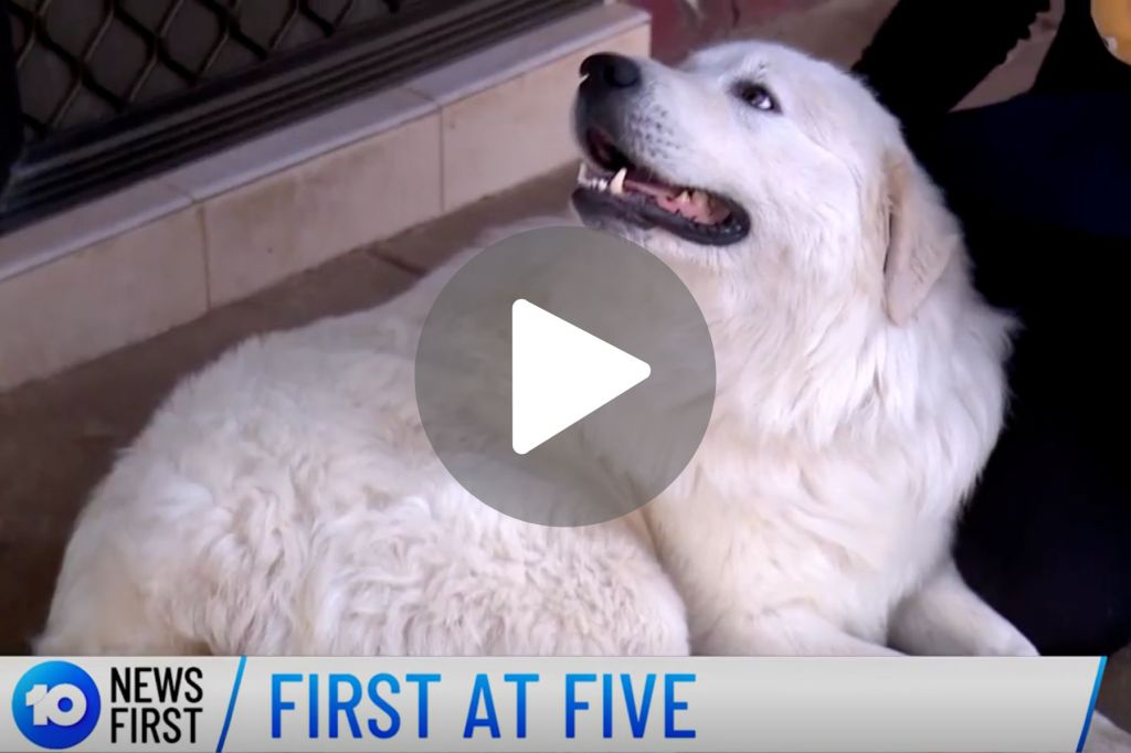 Thumbnail for VIDEO: ‘Dognapped’ sheep dog reunited with owners | National lung cancer screening program launched