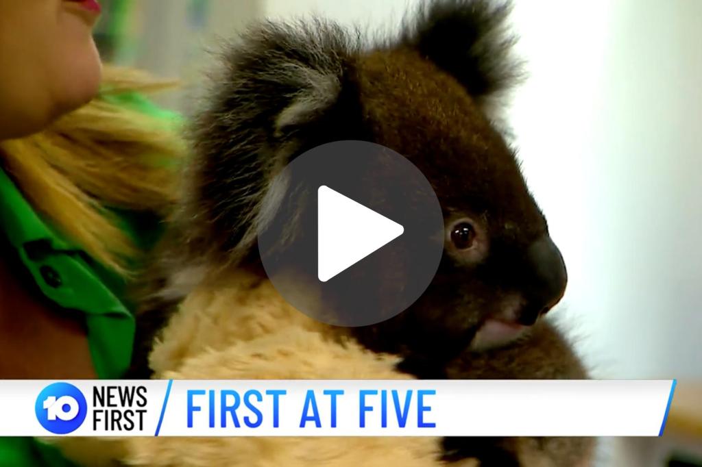 Thumbnail for VIDEO: Extreme weather warning |  Koala rescue funding boost
