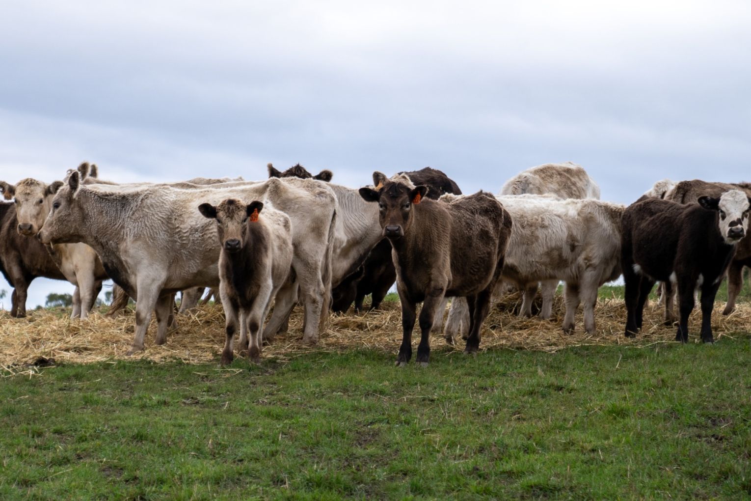 Demand for livestock has propelled the industry to record highs.
