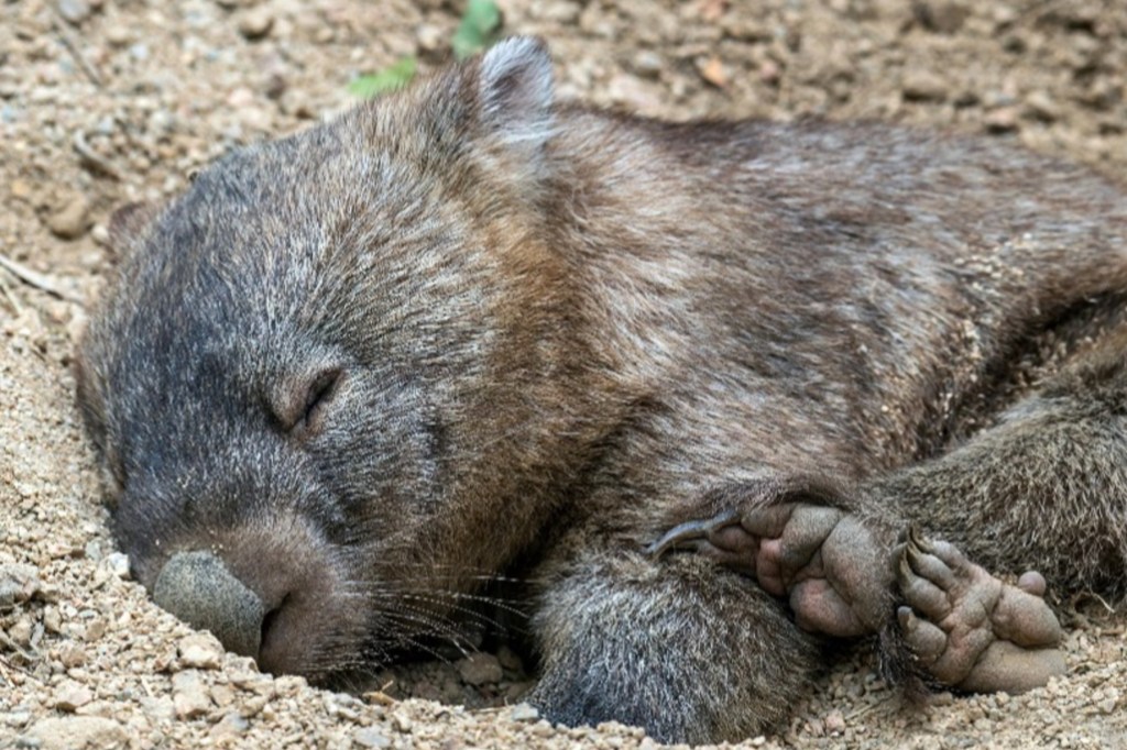 Thumbnail for A view from above helps southern hairy-nosed wombats