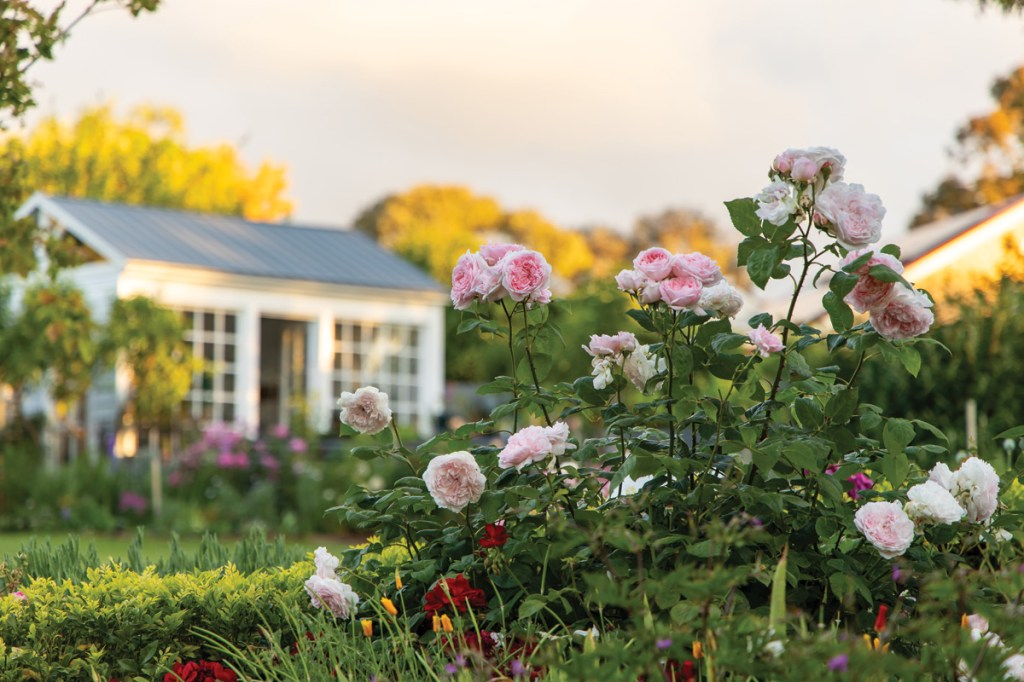 Thumbnail for Garden wonder in Willunga