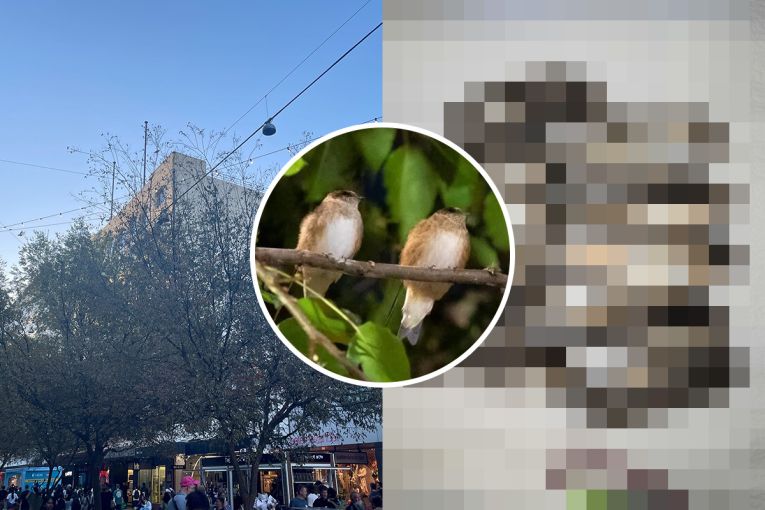 Thumbnail for Leigh St bird problem turns fatal in Rundle Mall