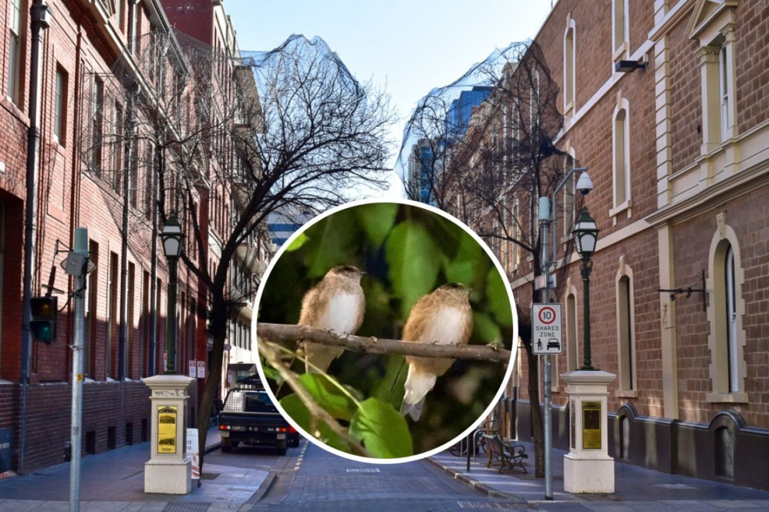 Leigh Street trees were netted in August last year to deter flocks of tree martins, which since moved to the mall and died in numbers. Main photo: Helen Karakulak/InDaily