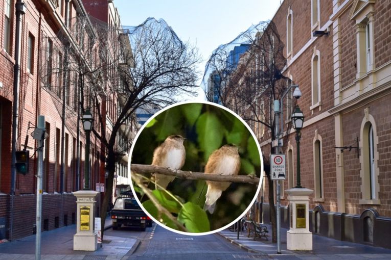Thumbnail for Council untangles Leigh Street after bird backlash