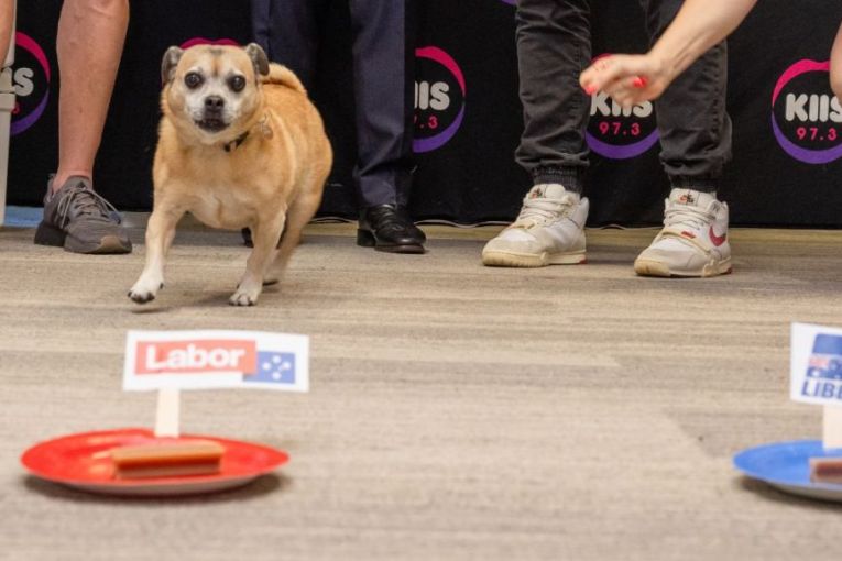 Thumbnail for Even the canine pollsters sniff Labor election victory