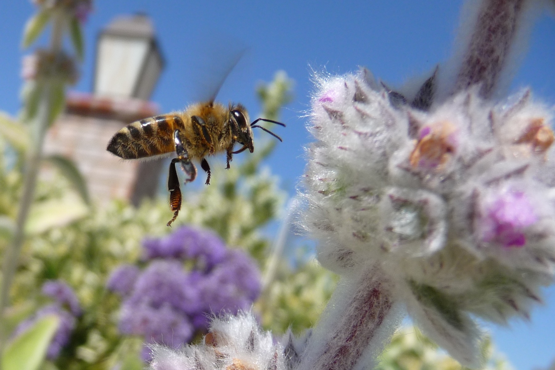 Poems: My bee-loud glade
