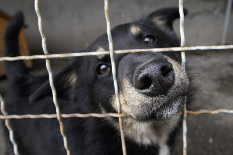 Thumbnail for Academic questions effectiveness of ‘tough’ new animal cruelty penalties