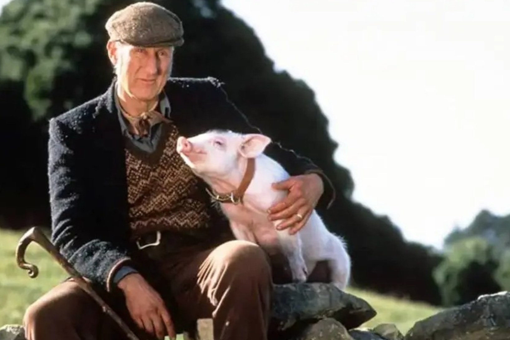 Actor James Cromwell never ate meat again after making Babe. Photo: Universal Pictures