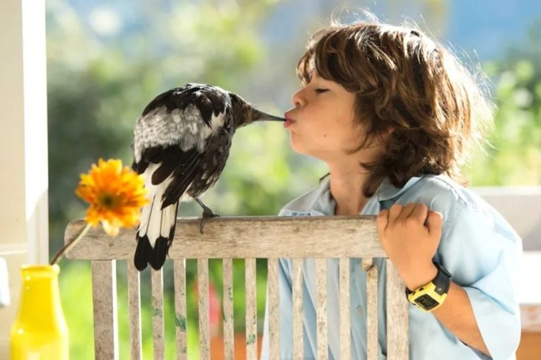 Thumbnail for Aussies embrace once ‘nerdy’ hobby as top bird revealed