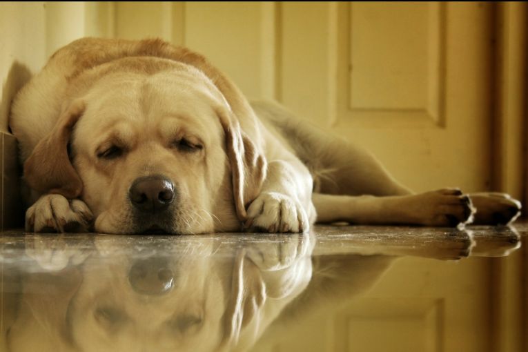 Thumbnail for Food-obsessed pups’ weight under the microscope