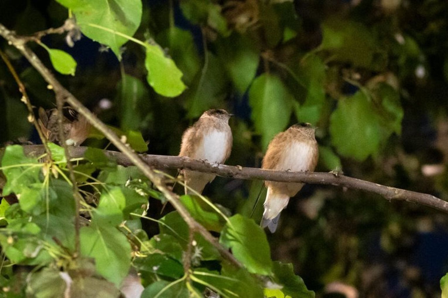 The Leigh Street trees  shelter the largest tree martin bird roost in Australia, with about 10,000 of them living in the laneway’s trees. This picture: Green Adelaide