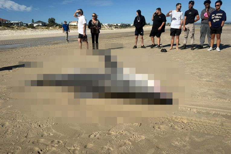Thumbnail for Great white shark washes up on Henley Beach