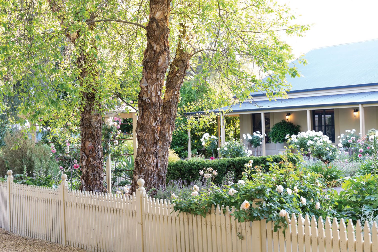 With their gorgeous papery bark, Michelle’s river birch trees have proven more tolerant of the dry conditions than the more popular silver birch, which did not fare as well in her garden.
