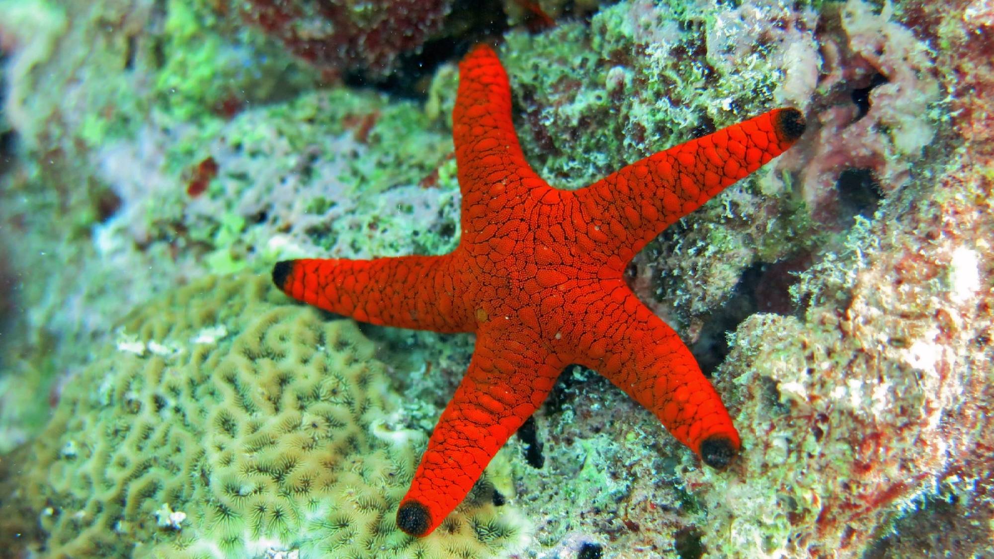 Poem: Star Fish