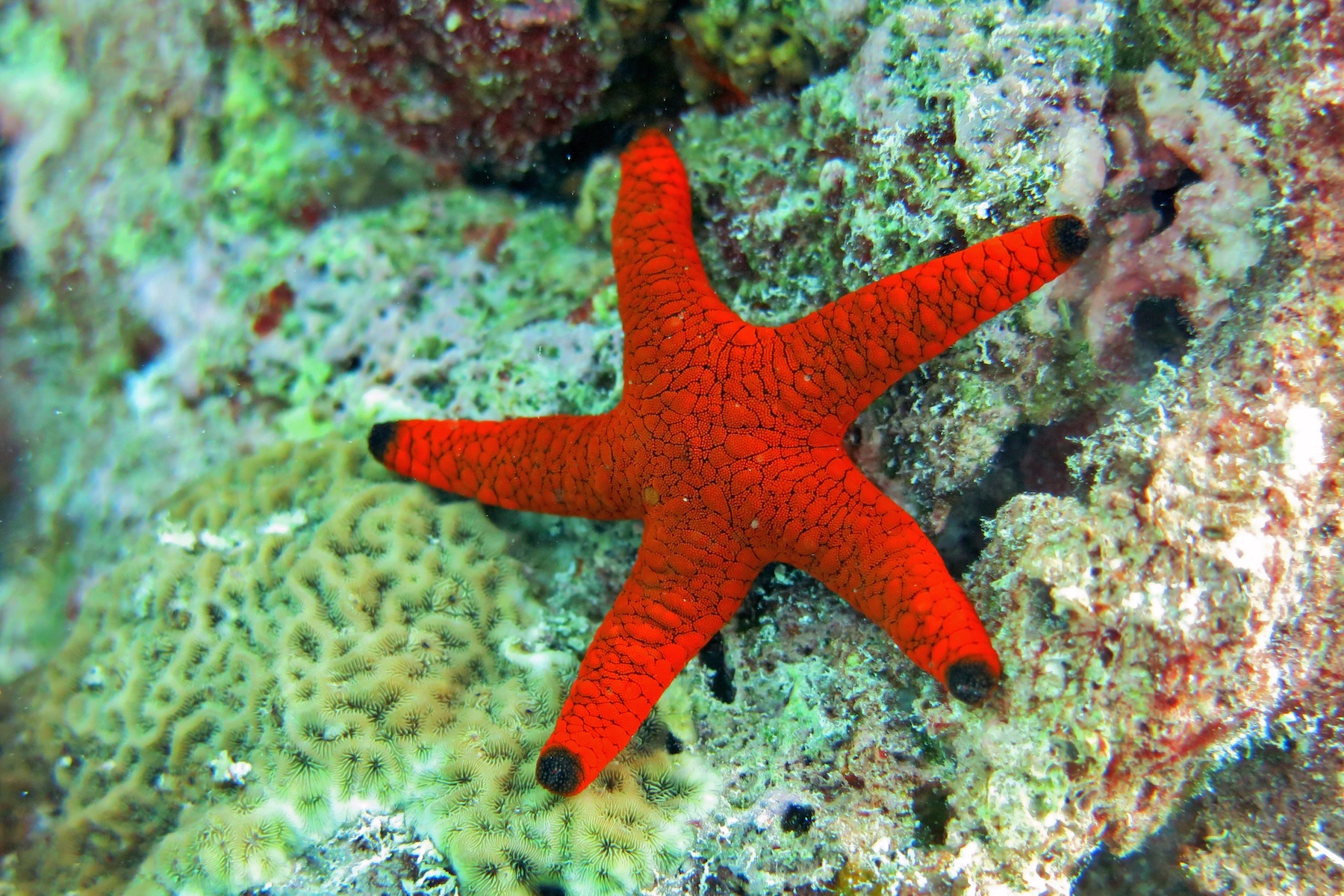 Poem: Star Fish
