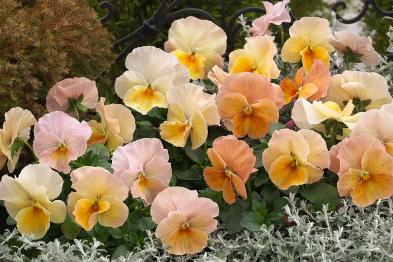 Thumbnail for Rediscover the charm of vintage flowers