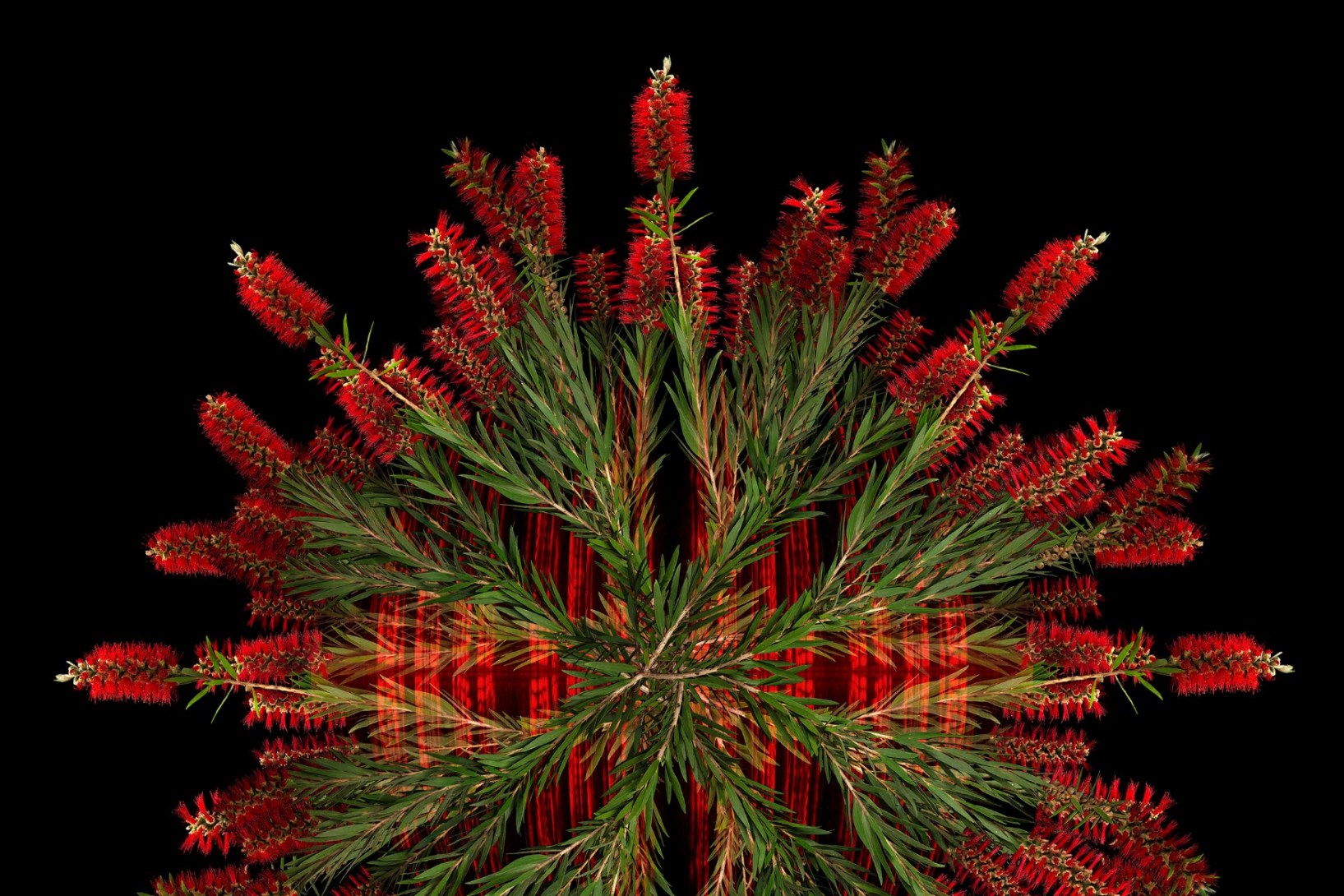 Cropped view of Cara-Ann Simpson's consummatio et restitutio – exolvuntur sine fine (consumption and restoration – an endless cycle) 2020. Plant: Callistemon viminalis (red weeping bottlebrush)
