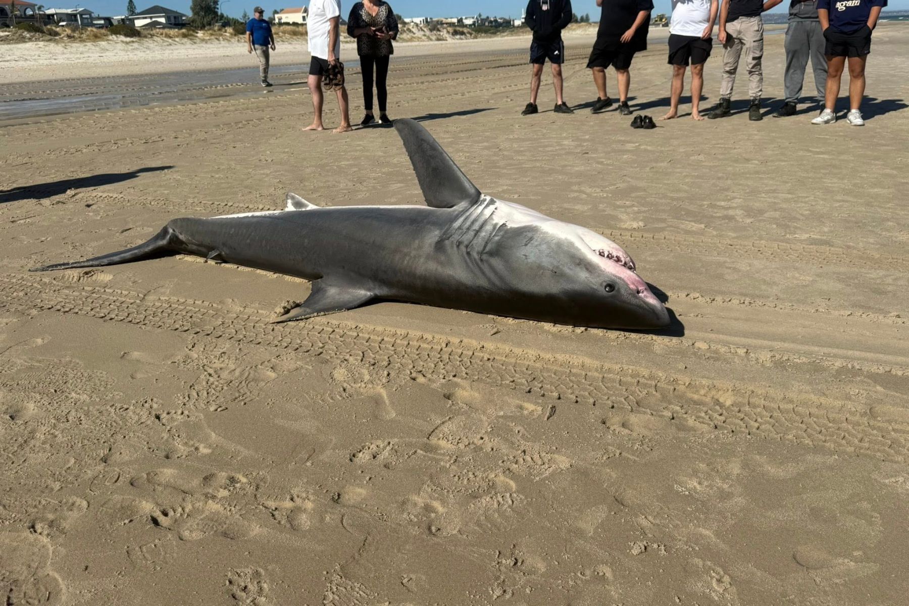 Great white shark washes up on Henley Beach - News | InDaily, Inside ...