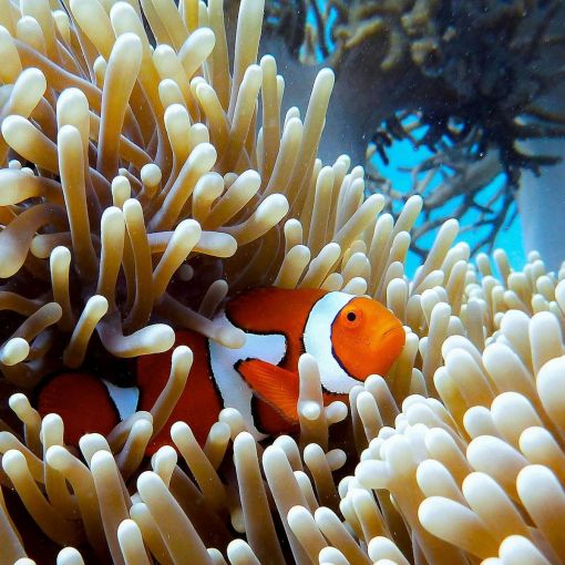 Thumbnail for Lifeline for reef in fight against ‘in danger’ ruling