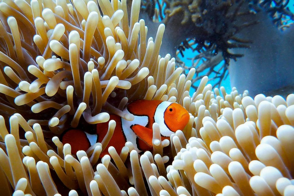 Thumbnail for 'Utmost concern’ over Great Barrier Reef