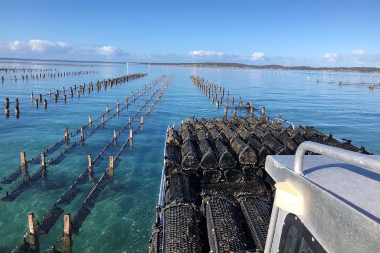 Thumbnail for SA oyster industry in the algal bloom lurch