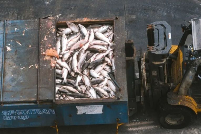 Thumbnail for Dosed-up Tassie salmon could pose health risks