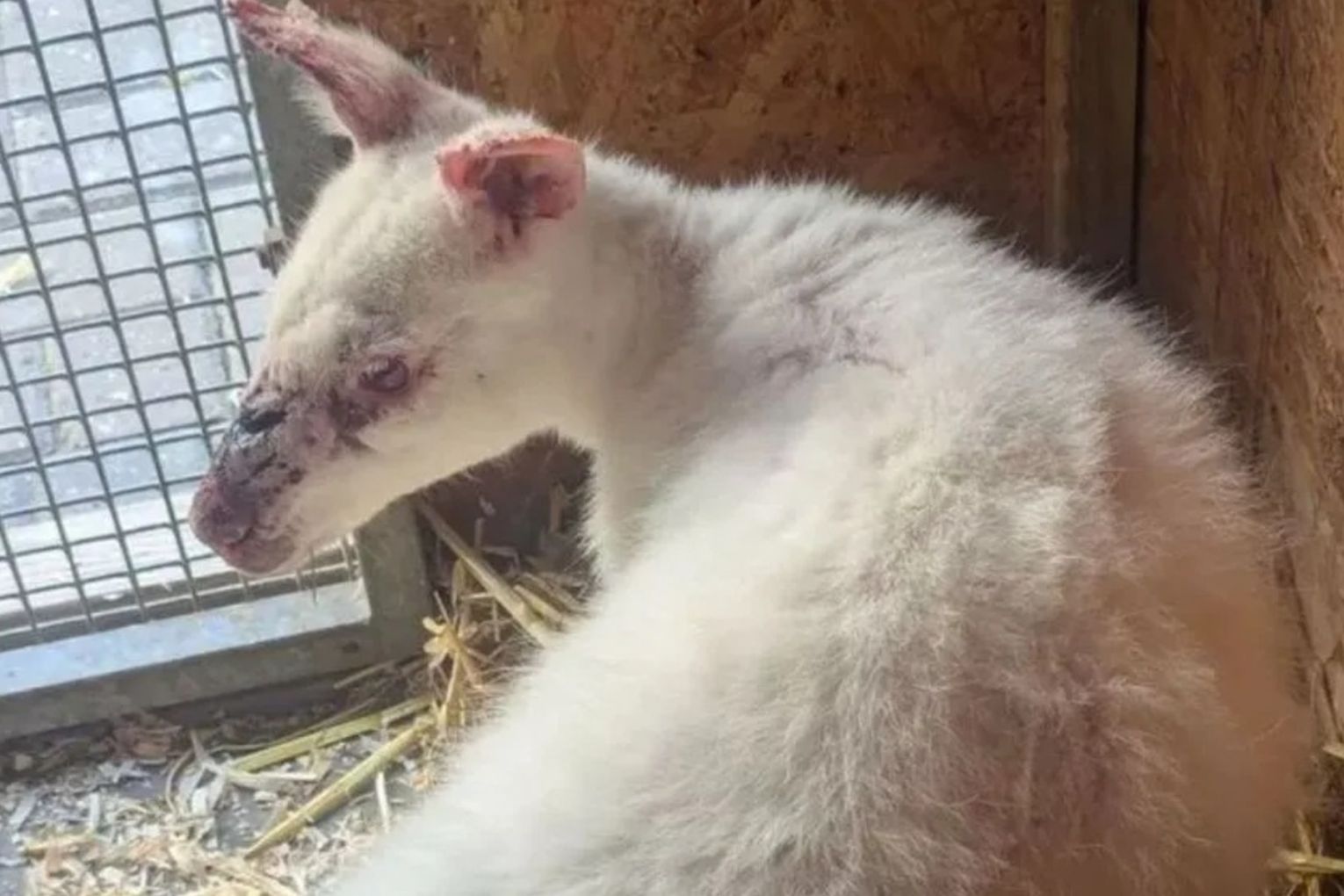 The albino wallaby was rescued by the RSPCA and placed in care. 