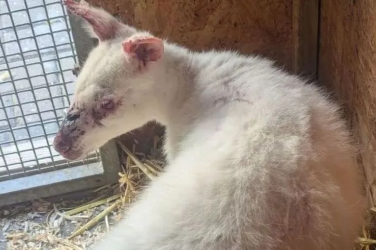 Thumbnail for Rare albino wallaby found 15,000km from home