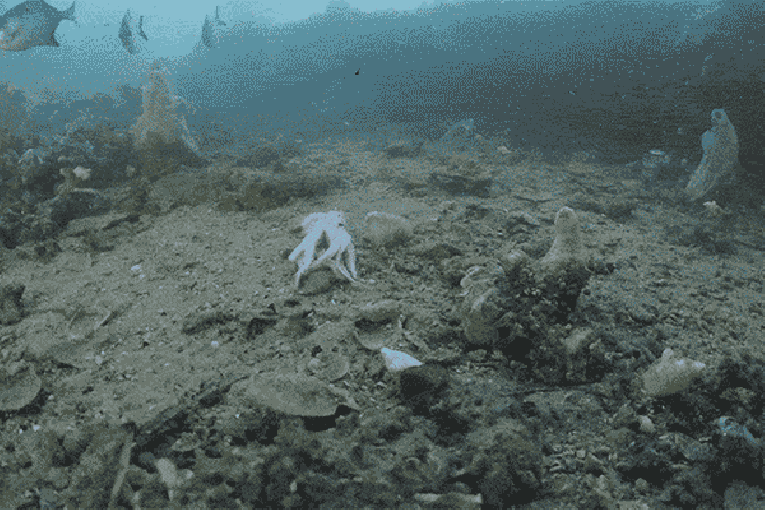 Thumbnail for SA’s marine algal bloom is still killing almost everything in its path