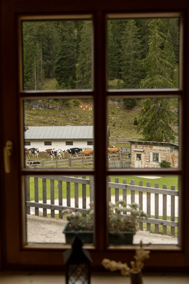 The view of Malga Ra Stua's working dairy farm from the hut's dining room.