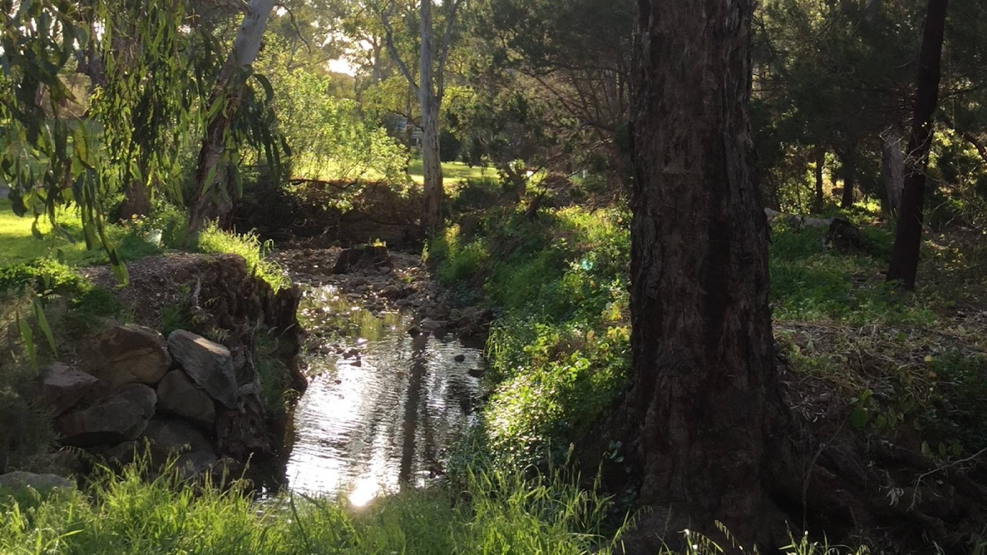 Poems: Living With Trees, Where We Belong