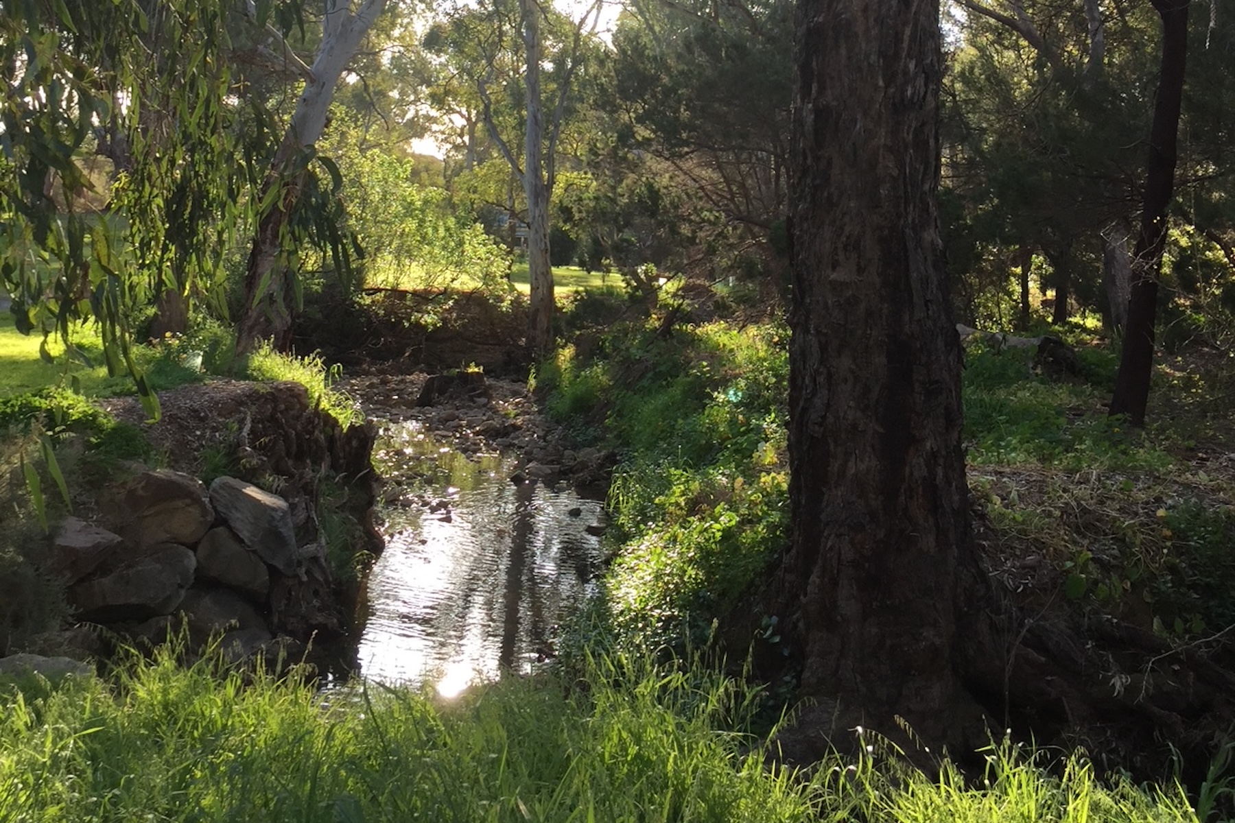 Poems: Living With Trees, Where We Belong