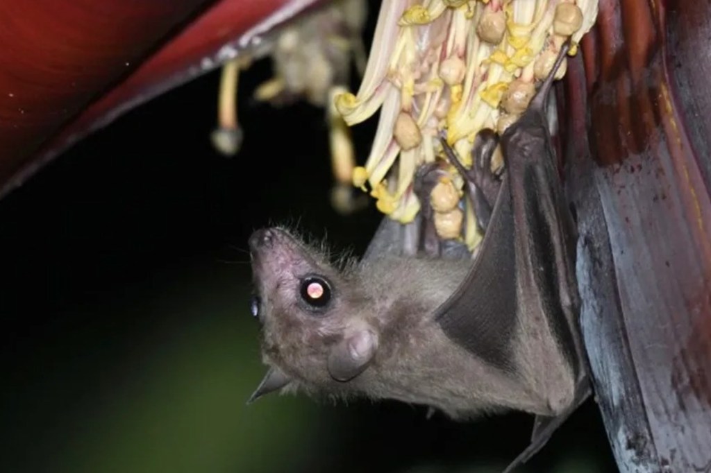 Thumbnail for Viruses found in bats in China: Should we worry?
