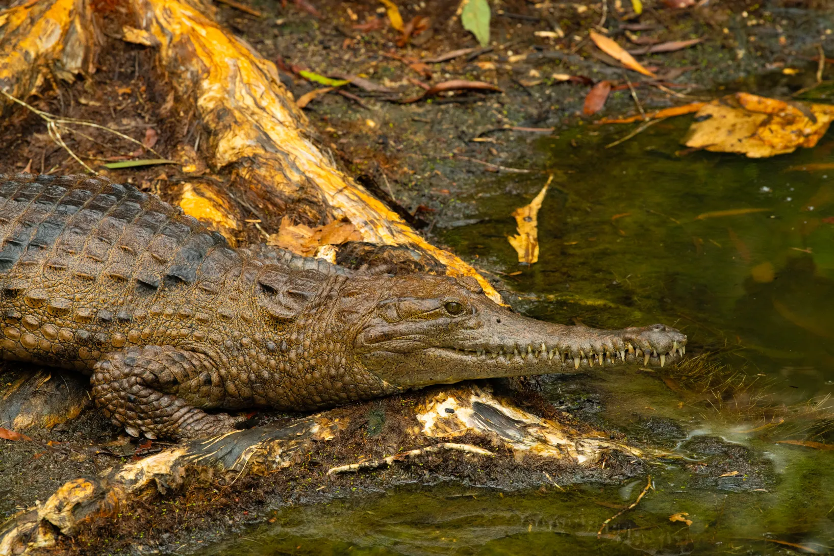 Freshwater Crocodile ( Crocodylus johnstoni) will be one of the stars of Croc! Lost Giants to Living Legends, which will premiere at Queensland Museum in late 2025.
