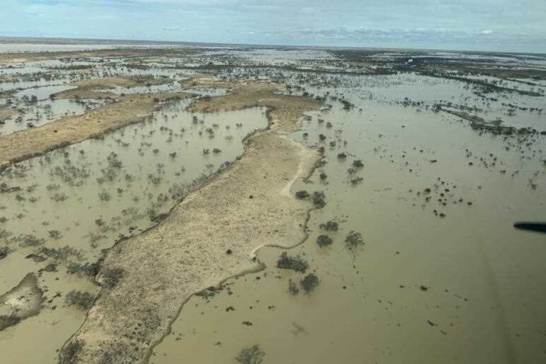 Thumbnail for Lake flood spectacle a magnet for wildlife, tourists