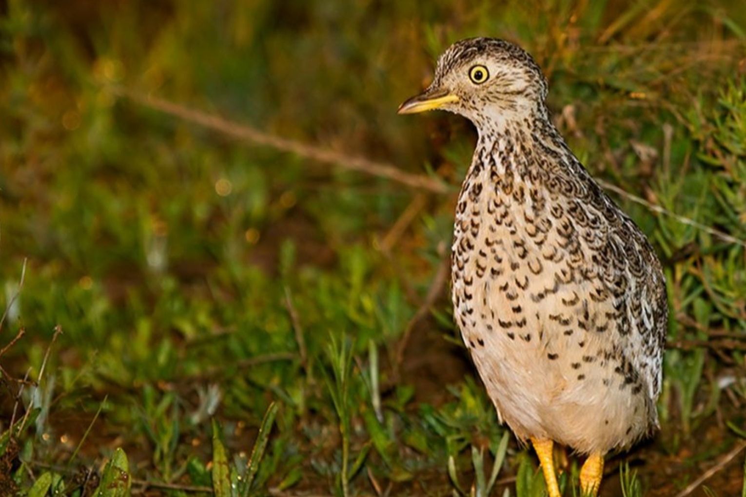 Protecting South Australia's unique grasslands will help save endagered species such as the plains wanderer. Photo: Patrick Kavanagh, Wikimedia Commons