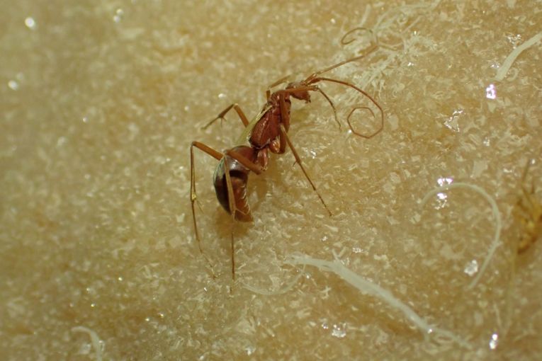 Thumbnail for Eyeless wasp discovered ‘frozen in time’ in remote Nullarbor Caves